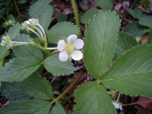 Wild Strawberry (Fragaria virginiana)