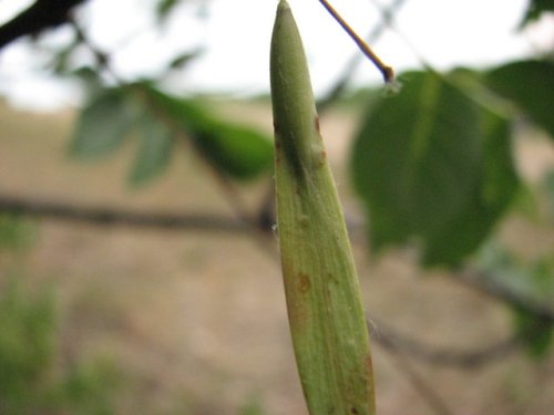 White Ash (Fraxinus americana)