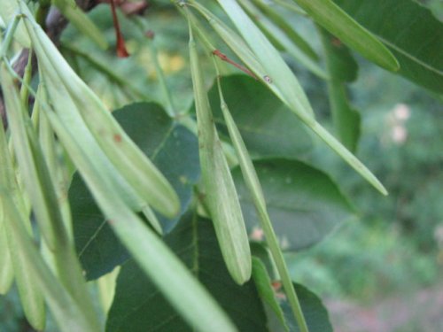 Green Ash (Fraxinus pennsylvanica)