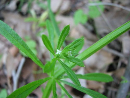 Stickywilly (Galium aparine)