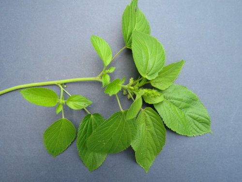 Rough pod copperleaf (Acalypha ostryifolia)