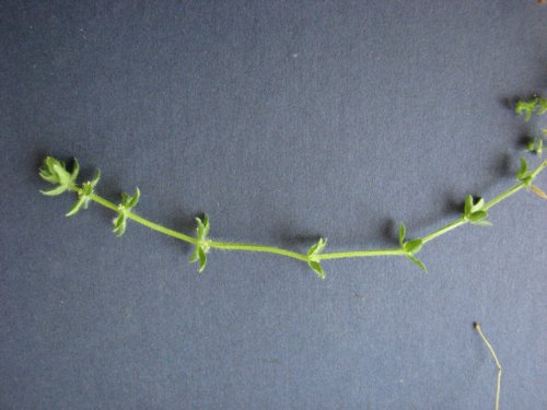 Piedmont Bedstraw (Galium pedemontanum)