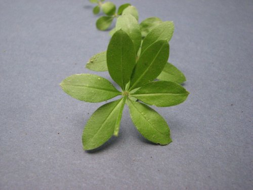 Fragrant Bedstraw (Galium triflorum)