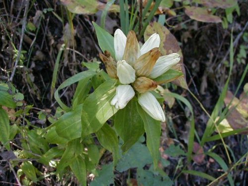 White Gentian (Gentiana alba)