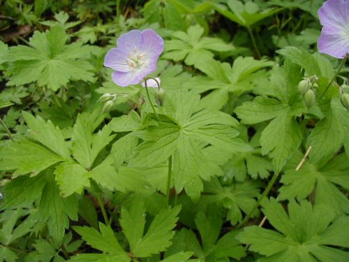 Spotted Geranium (Geranium maculatum)