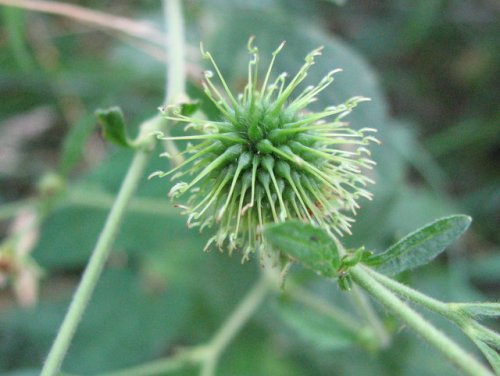 White Avens (Geum canadense)