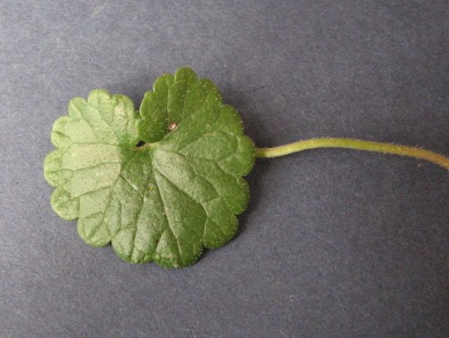 Ground Ivy (Glechoma hederacea)