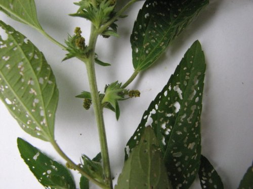 Virginia Copperleaf (Acalypha virginica)