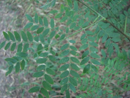 Honey Locust (Gleditsia triacanthos)