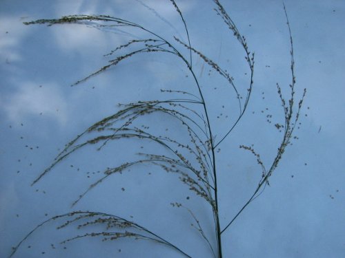 Fowl Managrass (Glyceria striata)