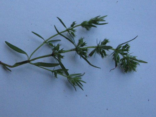 Rough False Pennyroyal (Hedeoma hispida)