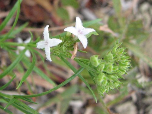 Narrowleaf Bluets (Hedyotis nigricans)