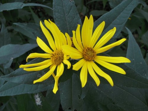 Hairy Sunflower (Helianthus hirsutus)