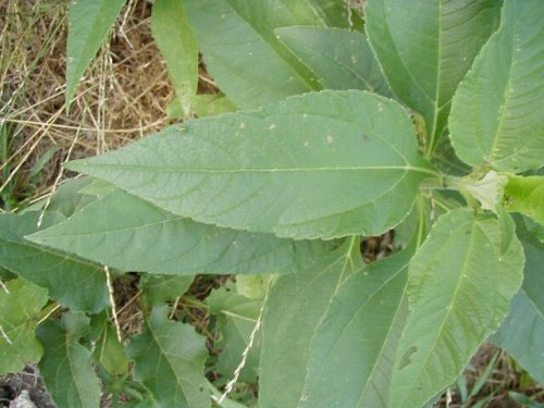 Jerusalem artichoke (Helianthus tuberosus)