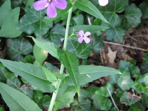 Dames Rocket (Hesperis matronalis)