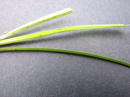 Slender Stem Flat Sedge (Cyperus lupulinus)