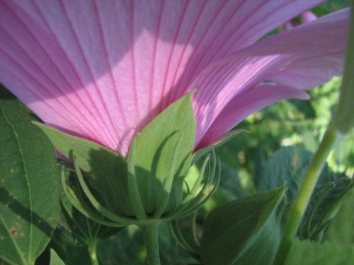 Crimsoneyed Rosemallow (Hibiscus moscheutos)