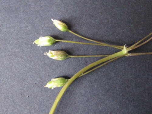Jagged Chickweed (Holosteum umbellatum)