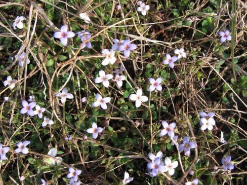 Tiny Bluet (Houstonia pusilla)