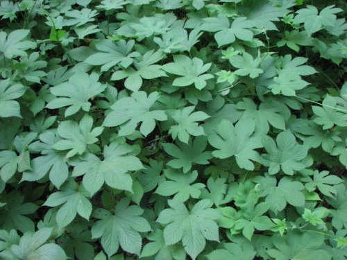 Japanese Hop (Humulus japonicus)
