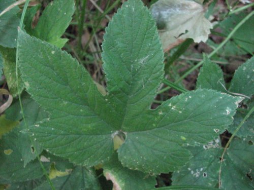 Common Hop (Humulus lupulus)