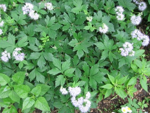 Virginia Waterleaf (Hydrophyllum virginianum)