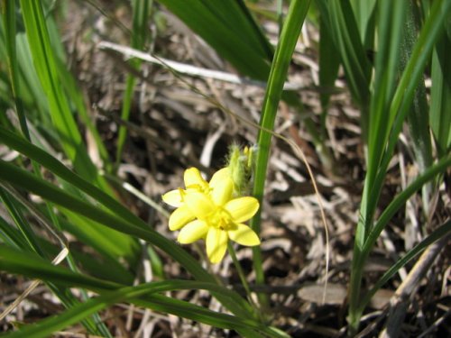 Yellow Stargrass (Hypoxis hirsuta)