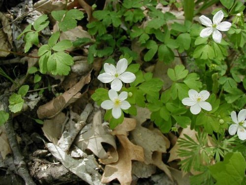 False Rue Anemone (Isopyrum biternatum)