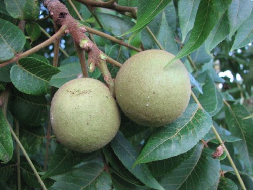 Black Walnut (Juglans nigra)