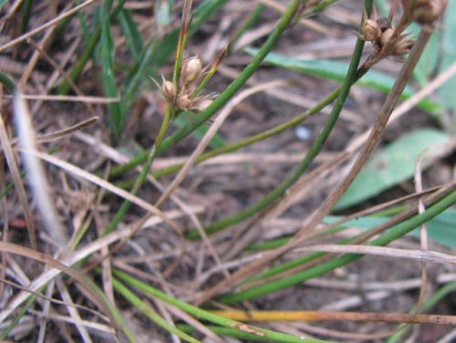 Path Rush (Juncus tenuis)