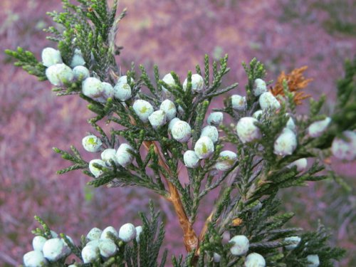 Red Cedar (Juniperus virginiana)