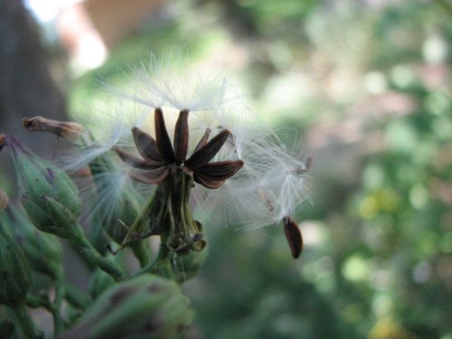 Florida Lettuce (Lactuca floridana)