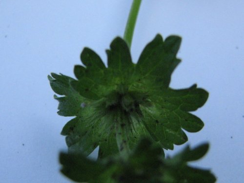 Henbit Deadnettle (Lamium amplexicaule)