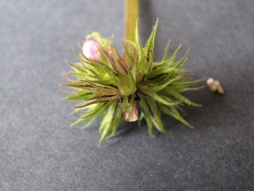 Purple Deadnettle (Lamium purpureum)