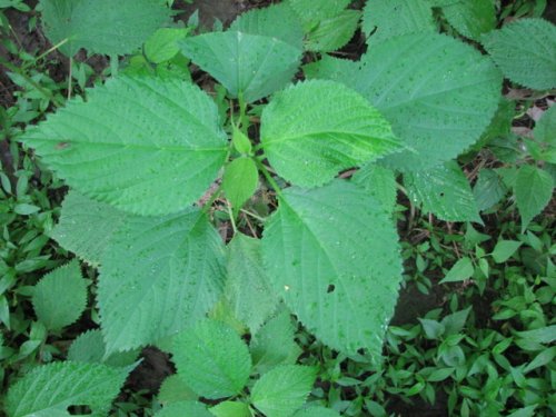 Canada Wood Nettle (Laportea canadensis)