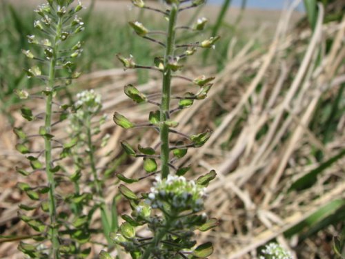 Field Peppergrass (Lepidium campestre)