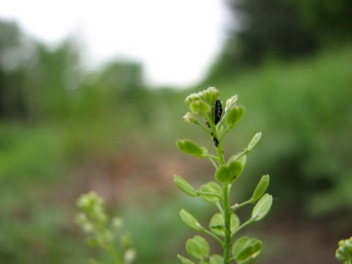 Prairie Pepperweed (Lepidium densiflorum)