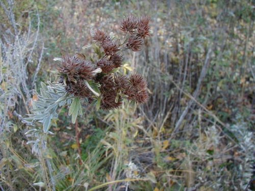 Round-headed Bush Clover (Lespedeza capitata)