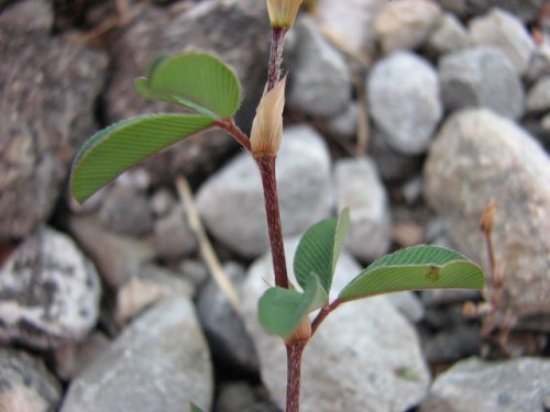 Korean Lespedeza (Kummerowia stipulacea)