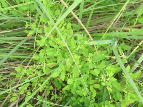 Violet Lespedeza (Lespedeza violacea)