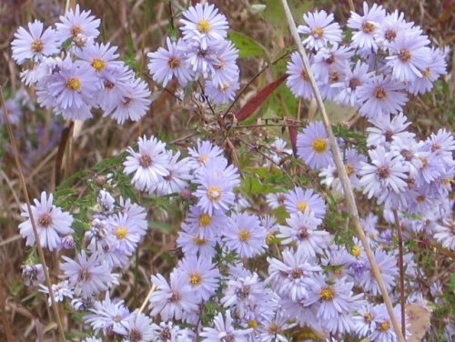 Willowleaf Aster (Aster praealtus)