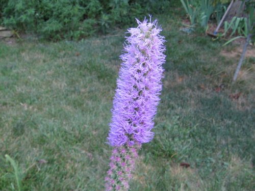 Thickspike Gayfeather (Liatris pycnostachya)