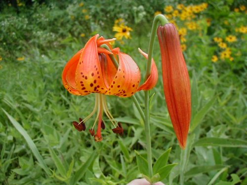 Michigan Lily (Lilium michiganense)