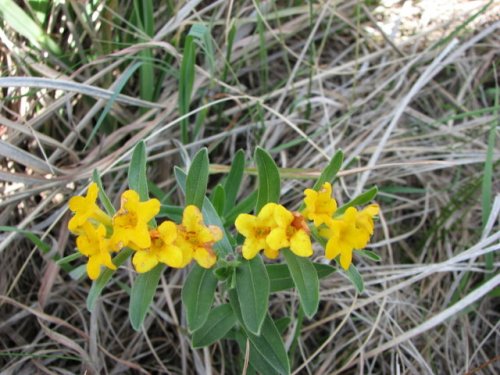 Hoary Puccoon (Lithospermum canescens)