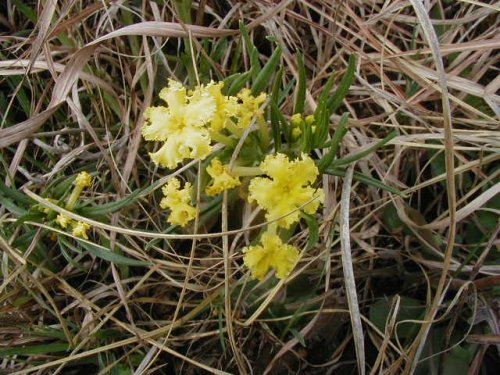 Fringed Puccoon (Lithospermum incisum)