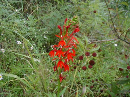 Cardinal Flower (Lobelia cardinalis)