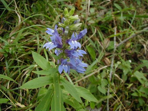 Great Blue Lobelia (Lobelia siphilitica)