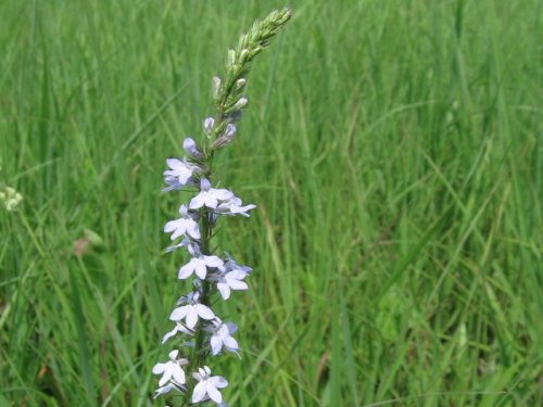 Pale Spike Lobelia (Lobelia spicata)