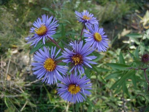 New England Aster (Aster novae-angliae)