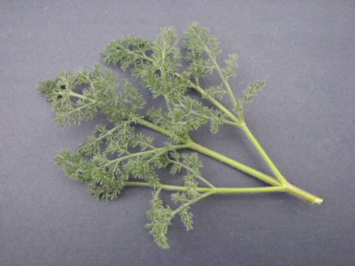 Desert Biscuitroot (Lomatium foeniculaceum)